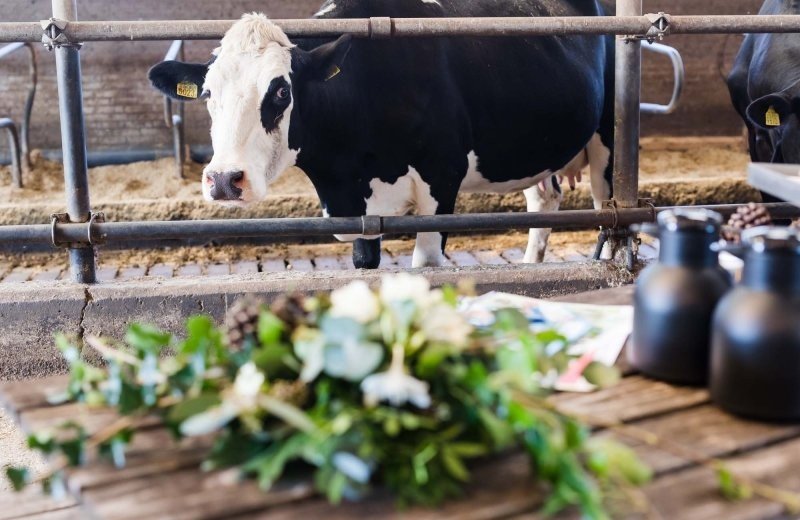 Bijkuiperwijngaarden062actief