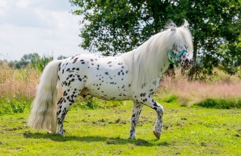 Hoorne 08072021 3219