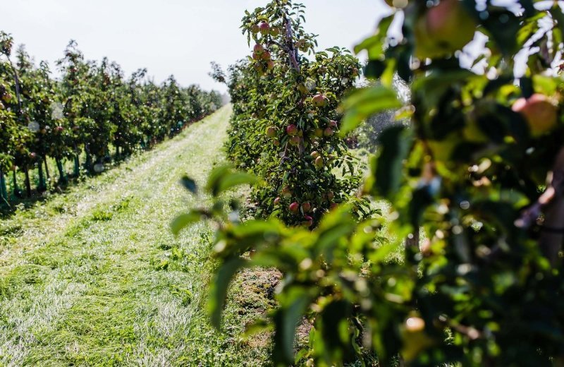 Landwinkel van Buuren Fruit